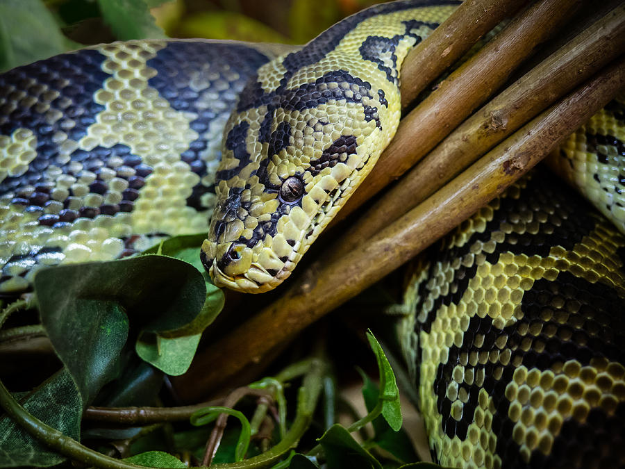 Carpet Python  Photograph by Mark Llewellyn