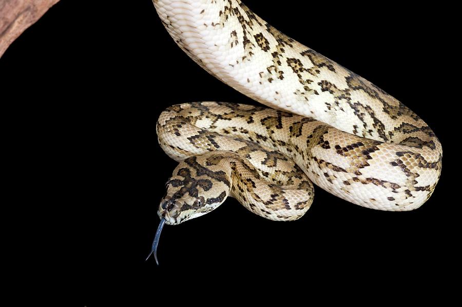 Carpet Python Photograph by Pascal Goetgheluck/science Photo Library ...