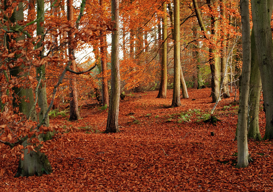 Carpeted Autumn Woodland Photograph by Lorraine Barnard