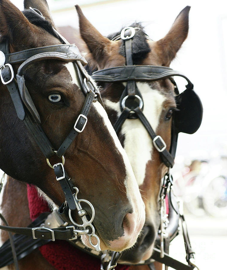 Carriage Horse - 4 Photograph by Linda Shafer