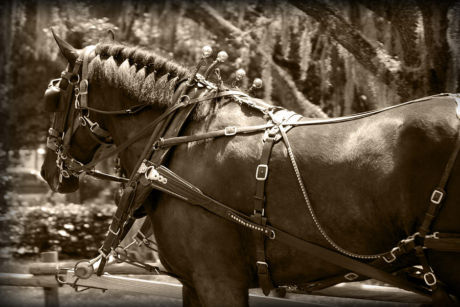 Carriage Horse Photograph by Larah McElroy