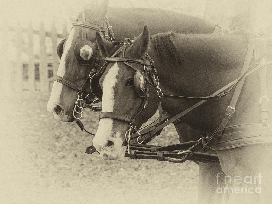 Carriage Horses I Photograph by Terry Rowe