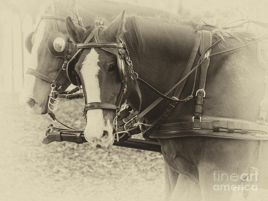 Carriage Horses II Photograph