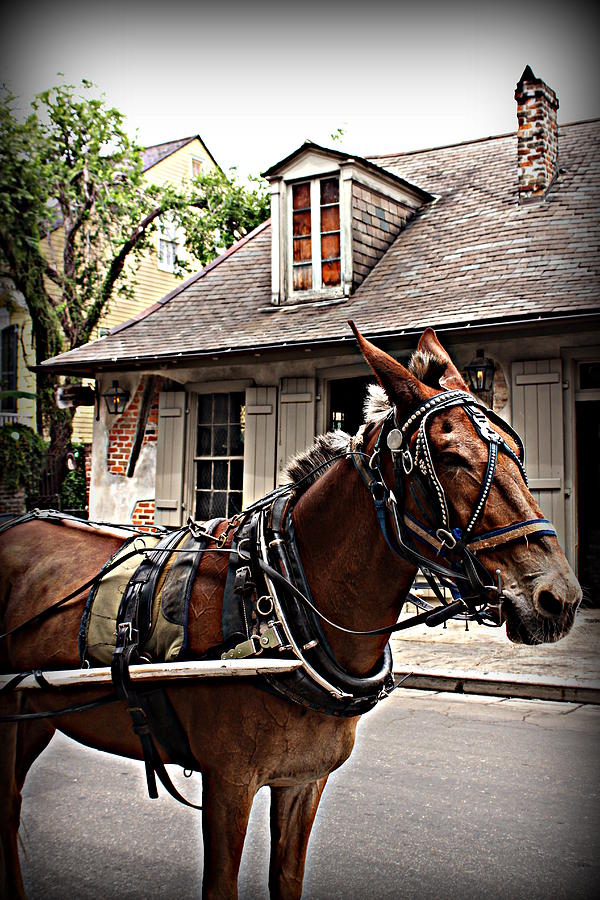 Carriage Ride Photograph by Beth Vincent