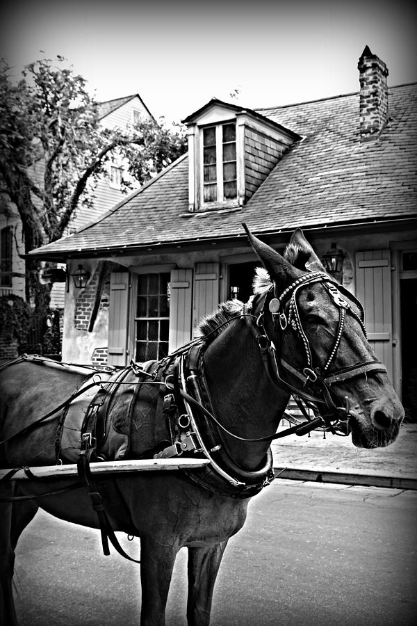 Carriage Ride bw Photograph by Beth Vincent