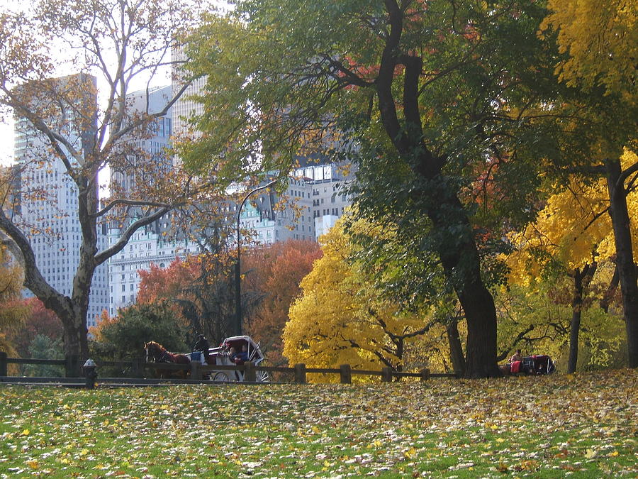 Carriage Ride Central Park In Autumn Photograph