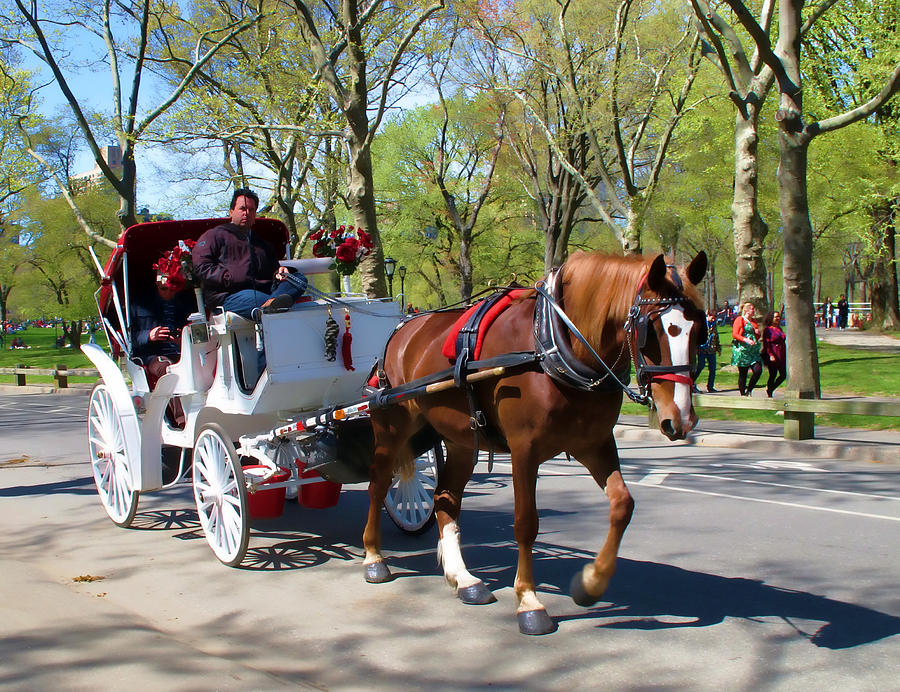 Carriage Ride in Central Park Photograph by Eleanor Abramson