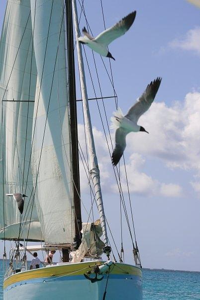 Carribean Sail Boat Photograph by Debbie Cundy