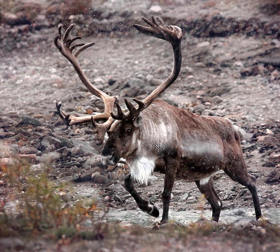 Caribou Photograph By Kristina Kruchowski 