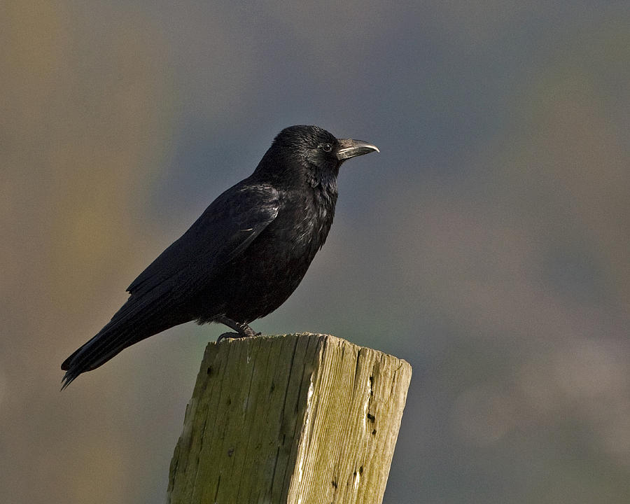 Carrion Crow Photograph by Paul Scoullar
