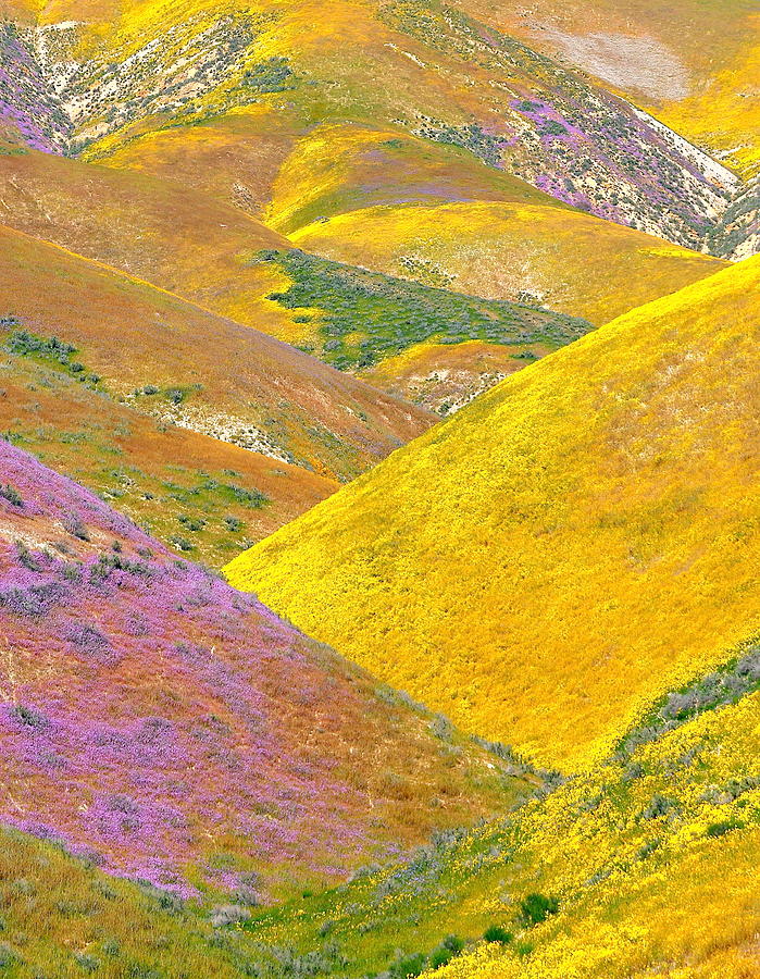 Carrizo Wildflowers Vertical Photograph by Marc Crumpler