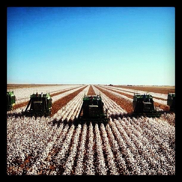 Brazil Photograph - Carroll Farms Cotton Harvest by David John Weihs