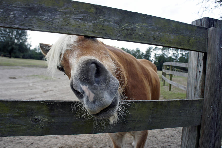Horse Photograph - Carrot Beggin by Laurie Perry
