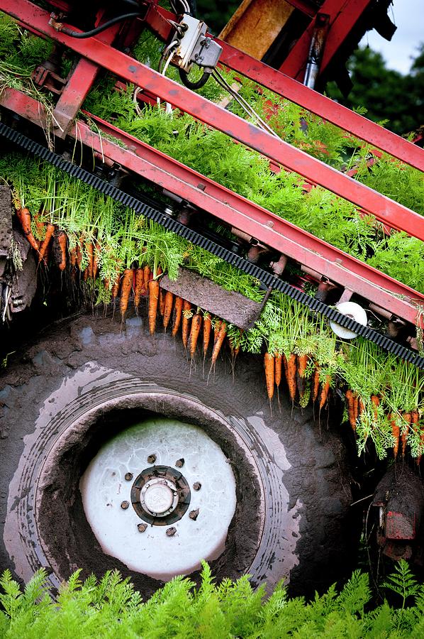 Carrot Harvest Photograph By Jim Varney Science Photo Library Fine Art America