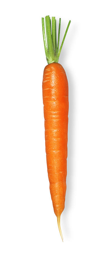 Carrot single without Leafs Photograph by RedHelga