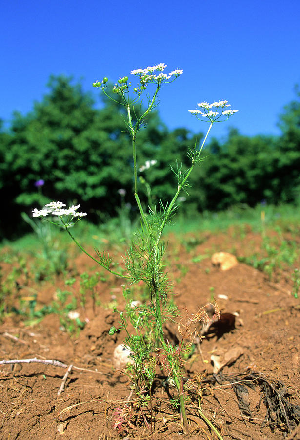 Carrot Weed (bifora Testiculata) Photograph by Science Photo Library Carrot Weed (bifora Testiculata) Photograph by Science Photo Library