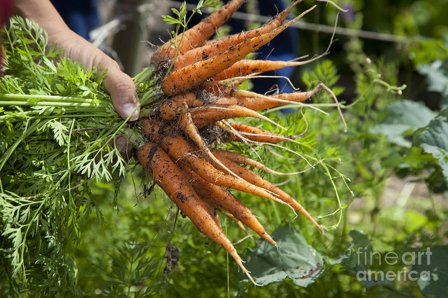 Carrots Photograph by Jim West