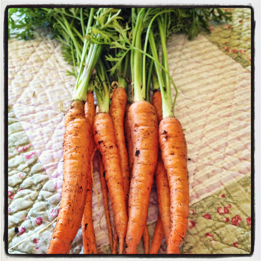 Carrots Photograph by Nancy Ingersoll