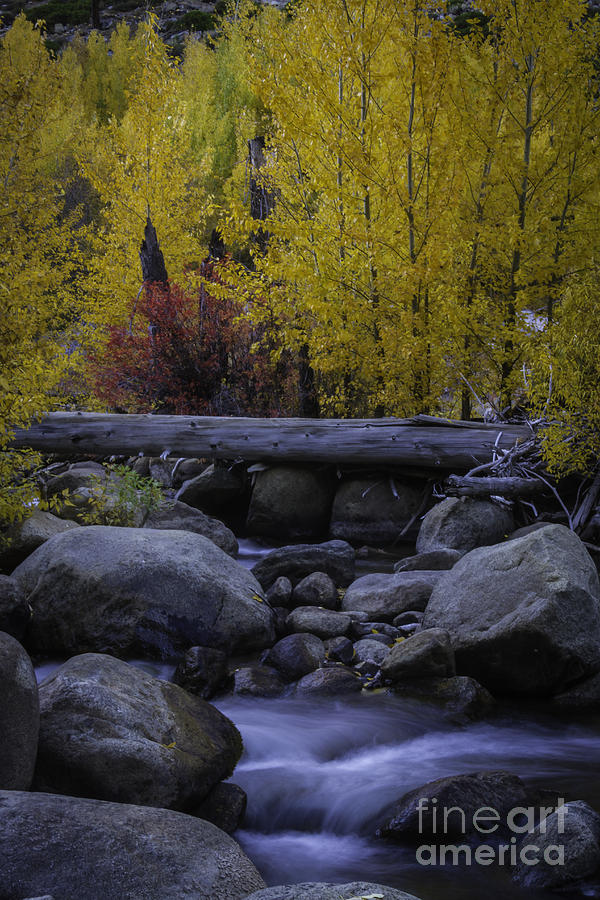 Fall Photograph - Carson River Autumn by Mitch Shindelbower