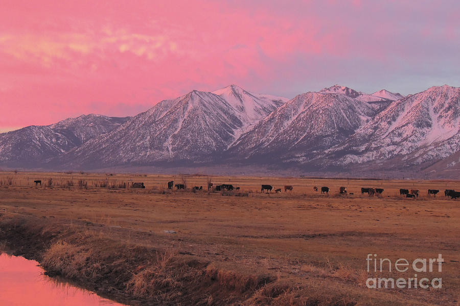 Carson Valley Pink Sunrise Digital Art by L J Oakes