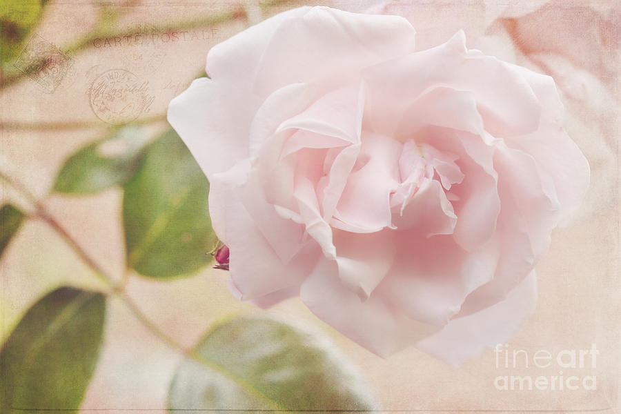 Rose Photograph - Carte Postale Pink Rose by LHJB Photography