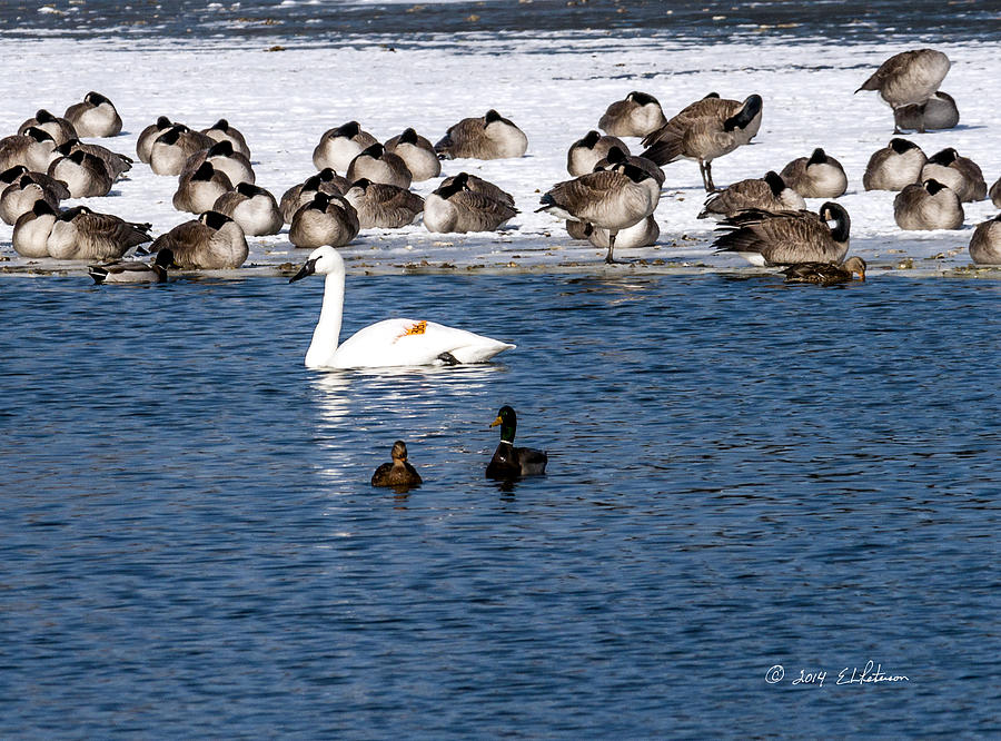 Carter Lake Trumpeter Swan Photograph by Ed Peterson