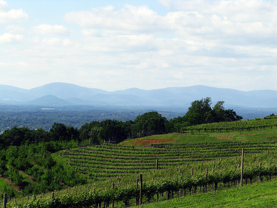 Carter Mountain Vineyard Overlooking Charlottesville Virginia Photograph by Richard Singleton