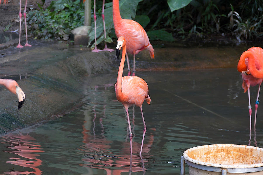 Cartoon - A Flamingo in the small lake in their exhibit in the Jurong Bird Park Digital Art by Ashish Agarwal