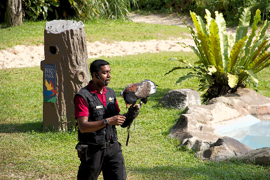 Cartoon - A trainer and a large bird of prey at a show inside the Jurong Bird Park Digital Art by Ashish Agarwal