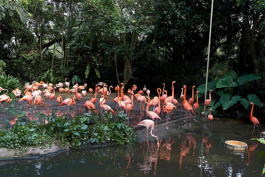 Cartoon - Flamingos in their exhibit along with a small lake in the Jurong Bird Park Digital Art by Ashish Agarwal