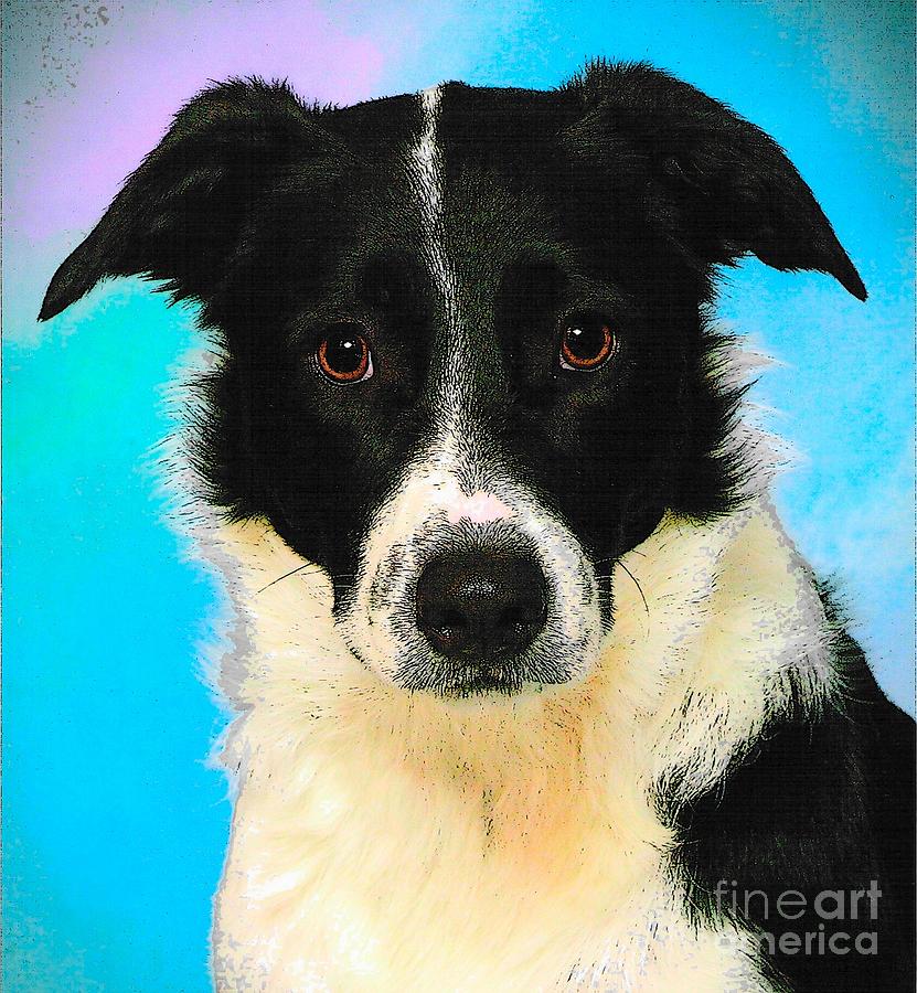 Dog Photograph - Cartoon Collection No 3 Life With a Border Collie in USA by Julie Doerges