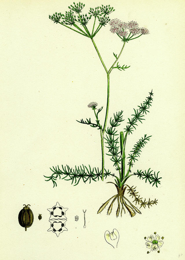 Carum Verticillatum Worled Caraway Drawing by English School - Pixels