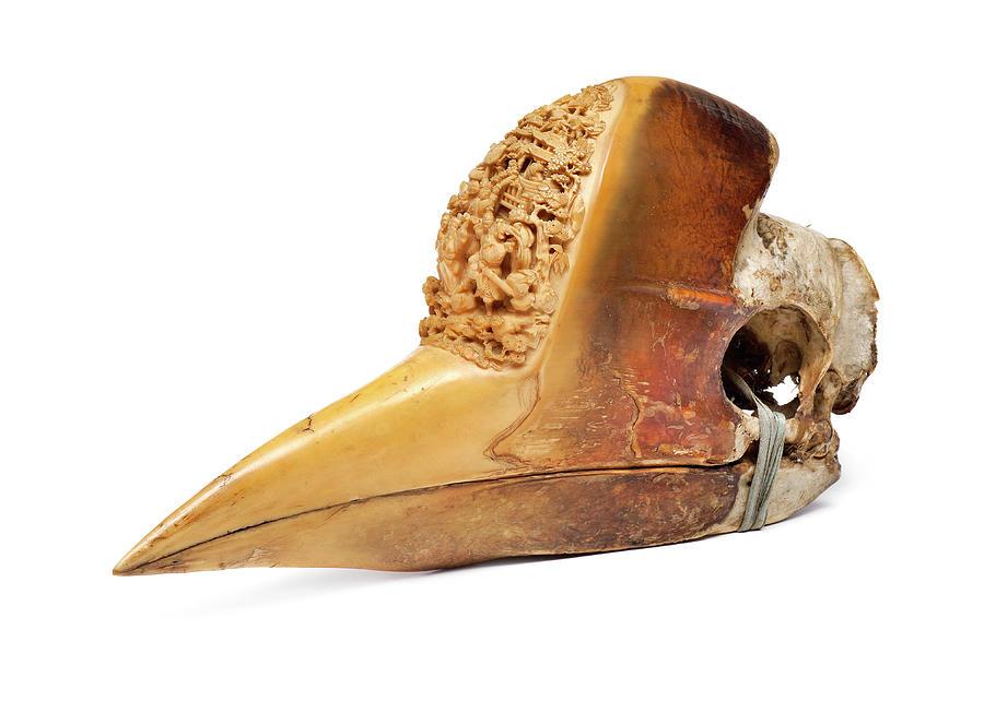 Carved Hornbill Skull Photograph by Natural History Museum, London