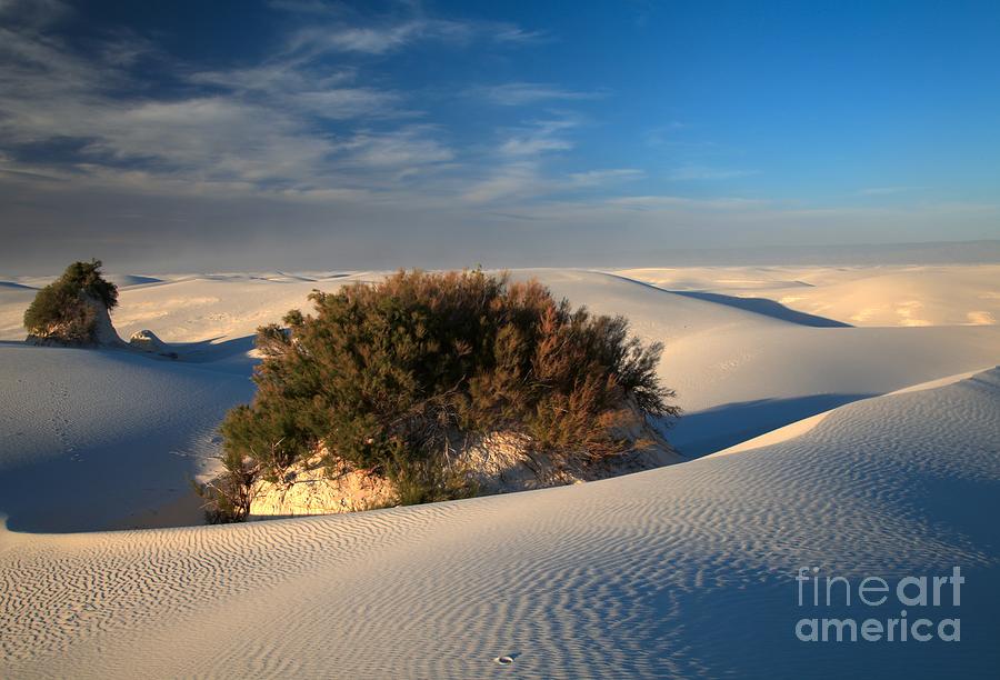 White Sands National Monument Photograph - Carving Out A Home by Adam Jewell