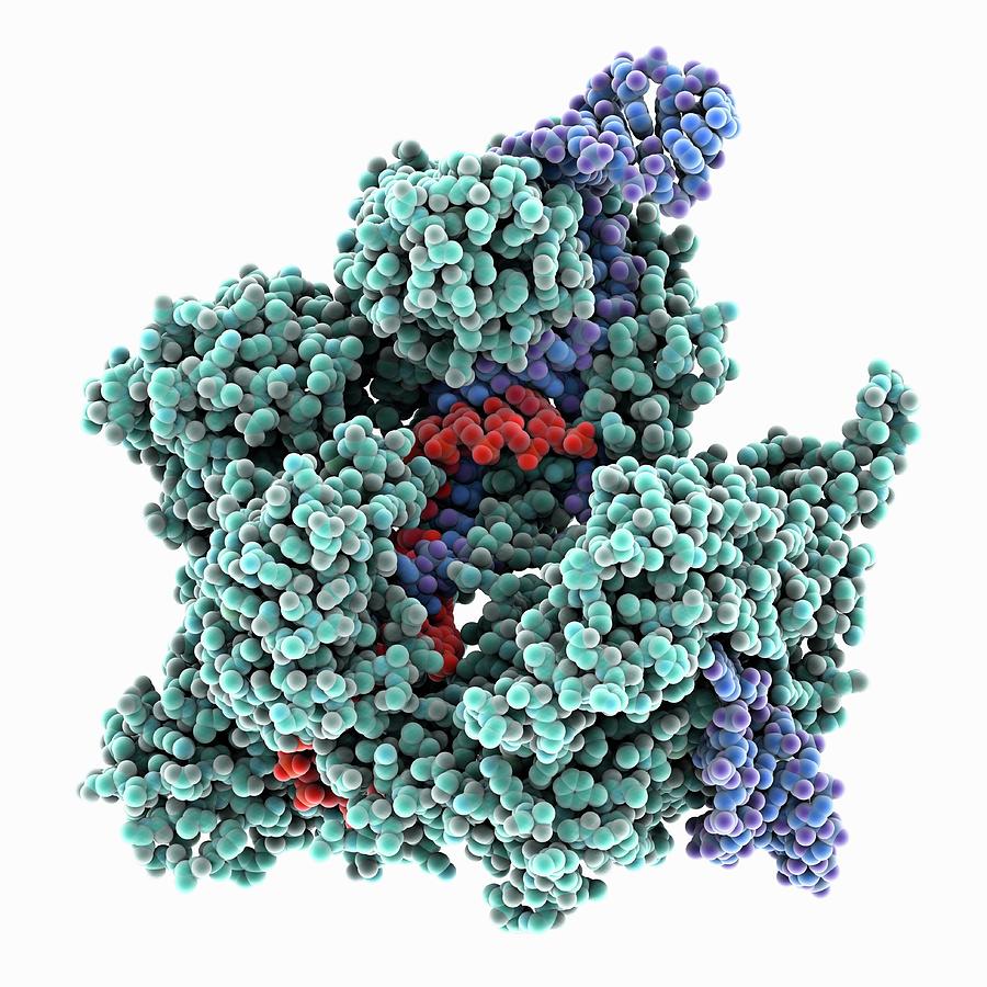 Cas9 In Complex With Guide Rna And Target Dna Photograph by Laguna ...