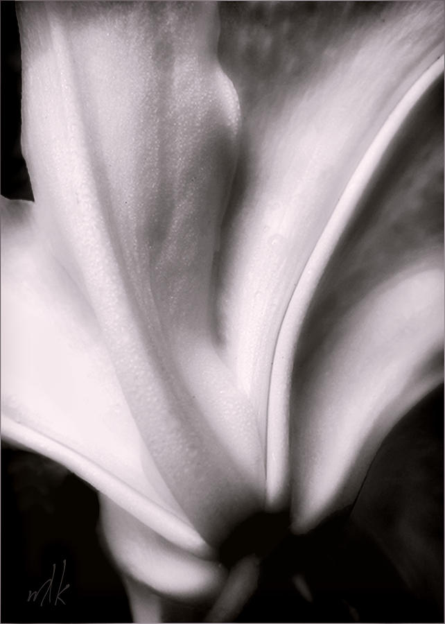 Casa Blanca Lily in Black and White Photograph by Louise Kumpf