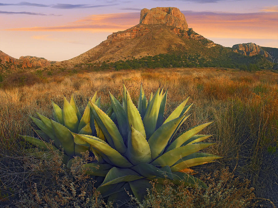 Casa Grande Butte With Agaves Photograph by Tim Fitzharris