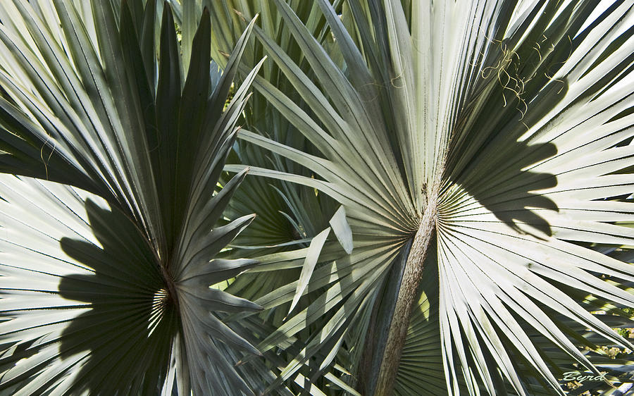 Casablanca Silver Palms Photograph by Christopher Byrd