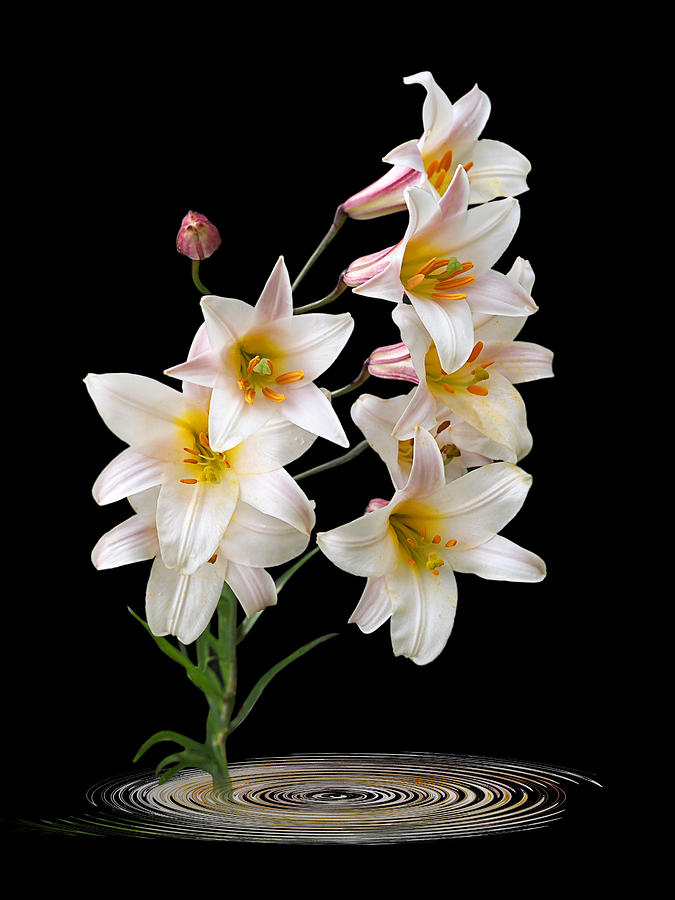 Lily Photograph - Cascade of Lilies on Black by Gill Billington