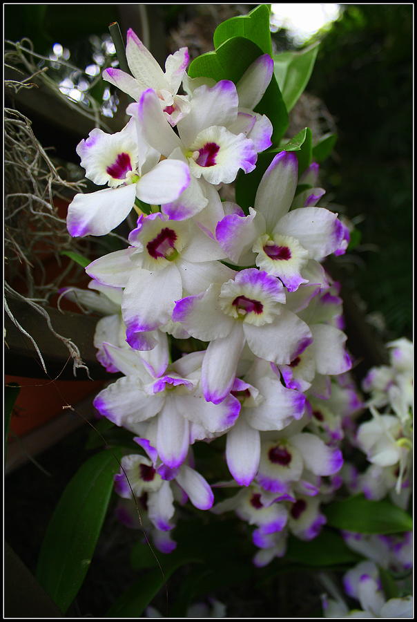Cascade of Orchids in White and Purple Photograph by Dora Sofia Caputo