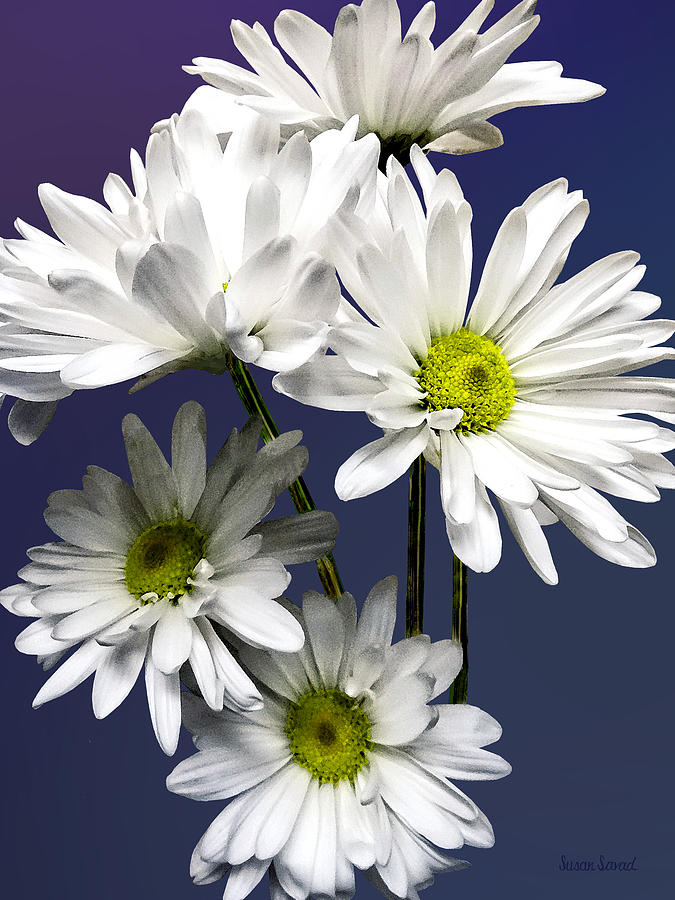 Cascade of White Daisies Photograph by Susan Savad