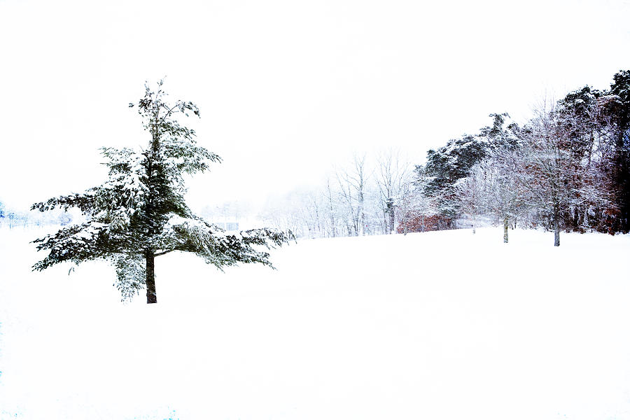Cascade Park Winter Tree Photograph by Evie Carrier
