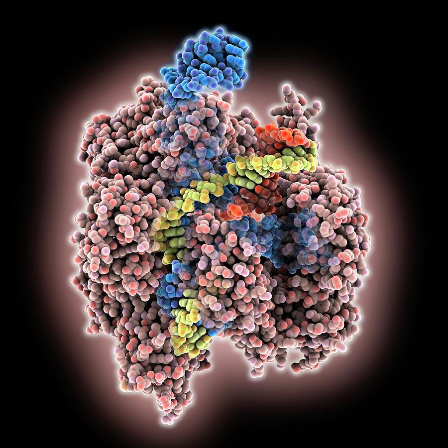 Cascade Protein With Bound Crispr Rna by Laguna Design/science Photo ...