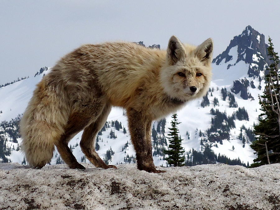 Cascade Red Fox 1 Photograph by Peter Mooyman