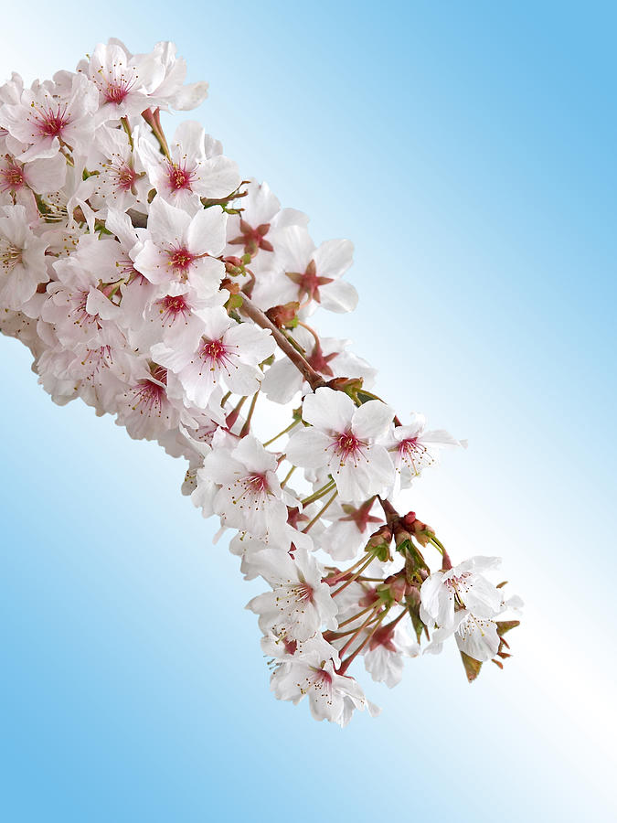 Cascading Cherry Blossom Photograph by Gill Billington