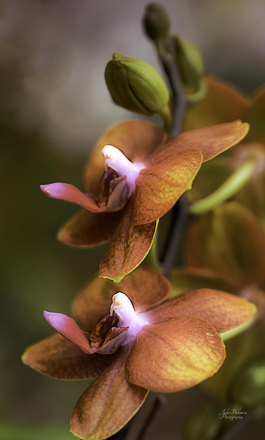 Cascading Exotic Orchids Photograph by Julie Palencia