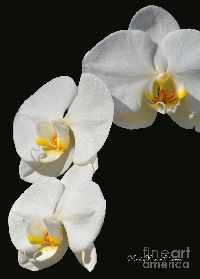 Cascading Orchids Photograph by Cindy Manero
