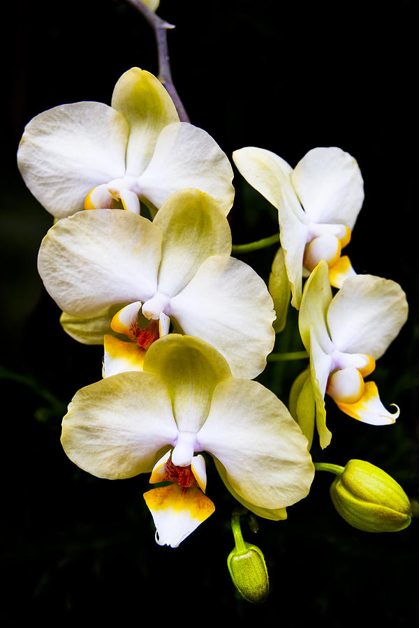 Cascading Orchids - Delicate Yellow Photograph by Mark Tisdale