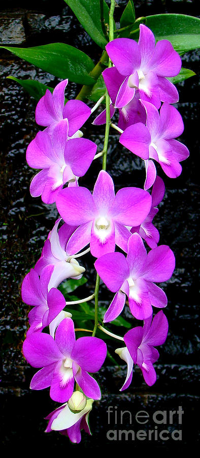 Cascading Orchids Photograph by Sue Melvin