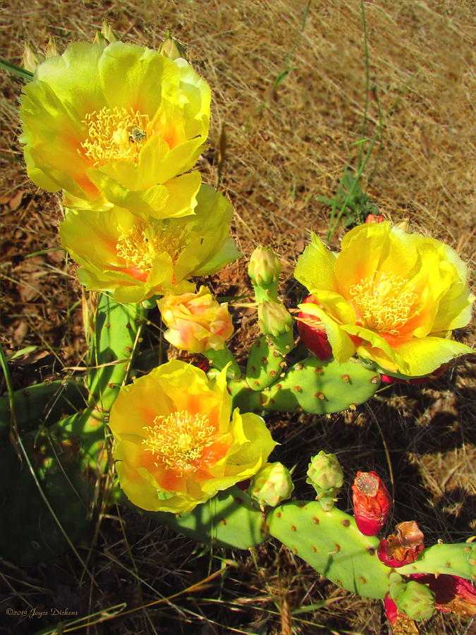 Flower Photograph - Cascading Prickly Pear Blossoms by Joyce Dickens